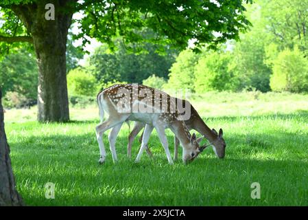 Hirschherden spielten eine wichtige Rolle in der Geschichte des Richmond Parks und prägten auch die Landschaft. Damhirsche sind die kleineren Hirscharten, die im Richmond Park beheimatet sind. Die Hirsche wurden 1637 von Karl 1 eingeführt und sind ein berühmter Anblick im Park. Ihre Weidehaltung hat eine große Rolle bei der Gestaltung der Landschaft und der Erhaltung der Lebensräume gespielt. Ursprünglich aus dem Mittelmeer und dem Nahen Osten stammend, wird allgemein angenommen, dass die Brachhirsche zuerst von den Römern nach Großbritannien eingeführt wurden. Römer Stockfoto