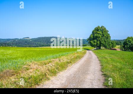 Dieses Bild zeigt eine ruhige Szene eines Kiesweges, der sich durch üppige grüne Felder unter einem klaren blauen Himmel schlängelt. Der Weg führt zu einem großen Baum und einem fernen Wald, der ein Gefühl der Ruhe und Verbindung mit der Natur schafft Stockfoto