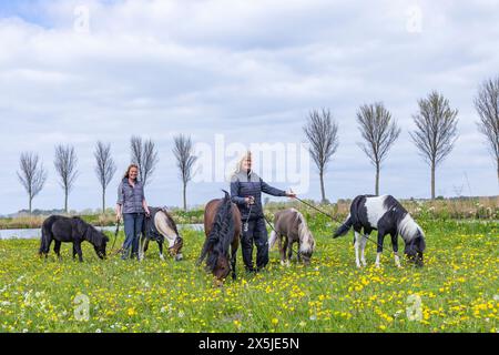 Niederlande, Friesland. Zwei Frauen mit Ponys in Friesland. (Nur Für Redaktionelle Zwecke) Stockfoto