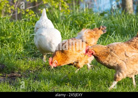 Freilandhühner laufen auf dem Gras Stockfoto
