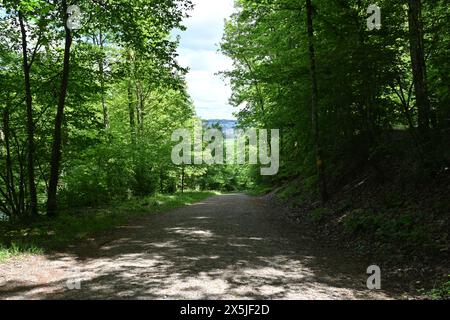 Eine gewundene Bergstraße schlängelt sich durch einen üppigen Wald und führt an einem hellen Frühlingstag in Richtung Urdorf in der Schweiz. Stockfoto