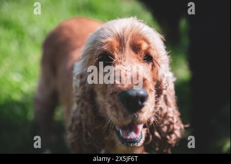 Englischer Cocker Spaniel, der im Gras läuft und glückliche Momente mit seinem Besitzer hat, Hund, der läuft, Stockfoto
