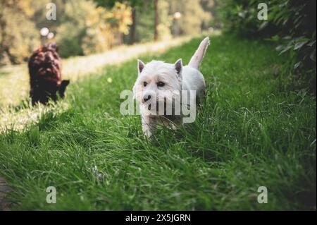 Kleiner Hund, der im Gras läuft und glückliche Momente mit seinem Besitzer hat, Hund läuft, Stockfoto