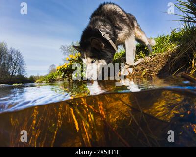 Ein Huskyhund ​​with Blue Eyes trinkt im Frühjahr Wasser aus einem Fluss. Stockfoto