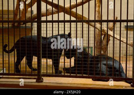 Ein paar Schwarze Jaguare Panthera onca in der Nähe bedrohter Katzenarten in Käfiggefangenschaft hinter Gittern im Zoo von Sofia, Sofia Bulgarien, Osteuropa, Balkan, EU Stockfoto