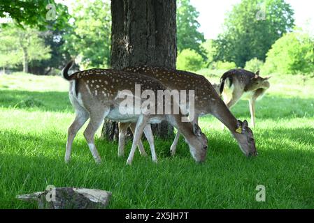 Hirschherden spielten eine wichtige Rolle in der Geschichte des Richmond Parks und prägten auch die Landschaft. Damhirsche sind die kleineren Hirscharten, die im Richmond Park beheimatet sind. Die Hirsche wurden 1637 von Karl 1 eingeführt und sind ein berühmter Anblick im Park. Ihre Weidehaltung hat eine große Rolle bei der Gestaltung der Landschaft und der Erhaltung der Lebensräume gespielt. Ursprünglich aus dem Mittelmeer und dem Nahen Osten stammend, wird allgemein angenommen, dass die Brachhirsche zuerst von den Römern nach Großbritannien eingeführt wurden. Stockfoto