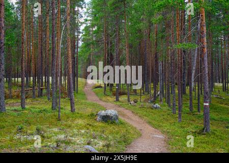 Finnland, Nord-Ostrobothnia, Rokua-Nationalpark. Pfad im Wald Stockfoto