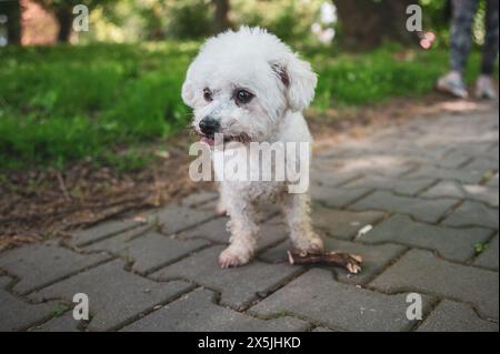 Kleiner Hund, der im Gras läuft und glückliche Momente mit seinem Besitzer hat, Hund läuft, Stockfoto