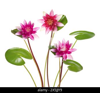 Rosa Lotusblüten mit langen Stielen isoliert auf weiß Stockfoto