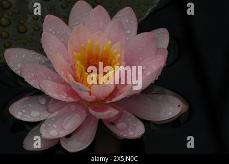 Nahaufnahme einer Seerose auf einem Teich in New York Stockfoto