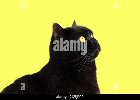 Schwarze flauschige britische Katze mit gelben Augen isoliert auf gelbem Hintergrund. Stockfoto