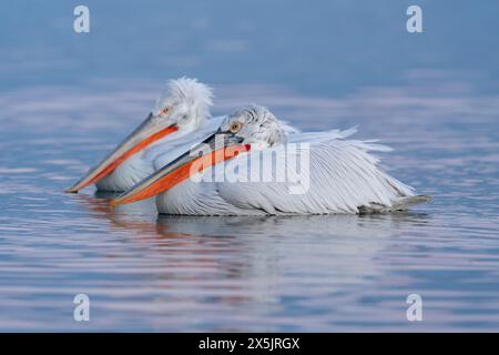 Europa, Griechenland, Kerkini-See. Zwei dalmatinische Pelikane schweben zusammen im Wasser. Stockfoto