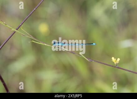 Damselfliege (Erythromma lindenii) in Koycegiz in der Türkei. Eine der gemeinen Jungfliegen auf dem See. Stockfoto