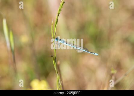 Damselfliege (Erythromma lindenii) in Koycegiz in der Türkei. Eine der gemeinen Jungfliegen auf dem See. Stockfoto