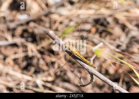 Hoch sitzender weiblicher Kielskimmer (Orthetrum coerulescens) in Koycegiz, Turkiye Stockfoto