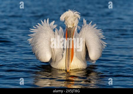 Europa, Griechenland, Kerkini-See. Porträt eines dalmatinischen Pelikans, der im Wasser schwimmt. Stockfoto