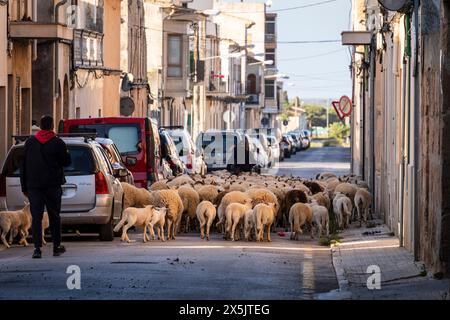 Schafherde, die die Stadt Llucmajor zwischen den Autos durchquert, Mallorca, Balearen, Spanien Stockfoto