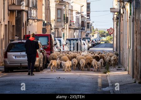 Schafherde, die die Stadt Llucmajor zwischen den Autos durchquert, Mallorca, Balearen, Spanien Stockfoto