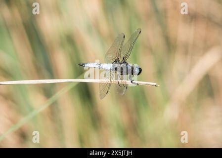 Rascher männlicher Held (Libellula fulva) in der Nähe von Koycegiz in Turkiye Stockfoto