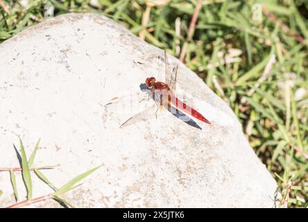 Scarlet Skimmer (Crocothemis erythraea) in Koycegiz, Turkiye Stockfoto