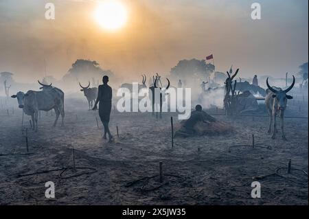 Hintergrundbeleuchtetes Foto eines Mundari-Rinderlagers, Mundari-Stammes, Südsudan, Afrika Copyright: MichaelxRunkel 1184-11031 Stockfoto