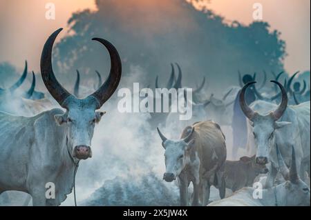 Hintergrundbeleuchtetes Foto eines Mundari-Rinderlagers, Mundari-Stammes, Südsudan, Afrika Copyright: MichaelxRunkel 1184-11042 Stockfoto