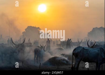 Hintergrundbeleuchtetes Foto eines Mundari-Rinderlagers, Mundari-Stammes, Südsudan, Afrika Copyright: MichaelxRunkel 1184-11051 Stockfoto