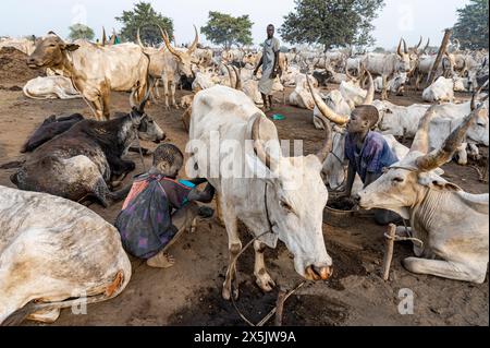 Junge, die eine Kuh melken, Mundari-Stamm, Südsudan, Afrika Copyright: MichaelxRunkel 1184-11082 nur für redaktionelle Verwendung Stockfoto