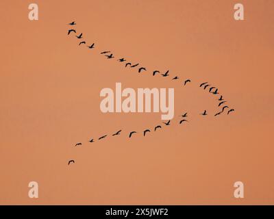 Graugans (Anser anser) fliegen im Herbst zu ihrem Schlafplatz im Hortobagy-Nationalpark, der zum UNESCO-Weltkulturerbe in Ungarn gehört. Stockfoto