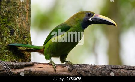 Emerald Toucanet, Costa Rica, Zentralamerika Copyright: JanettexHill 1185-542 Stockfoto