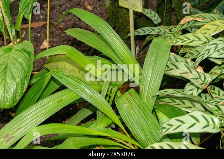 St. Gallen, Schweiz, 28. November 2023 Spathoglottis plicata oder philippinische Orchideenpflanze im botanischen Garten Stockfoto