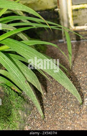 St. Gallen, Schweiz, 28. November 2023 Spathoglottis plicata oder philippinische Orchideenpflanze im botanischen Garten Stockfoto