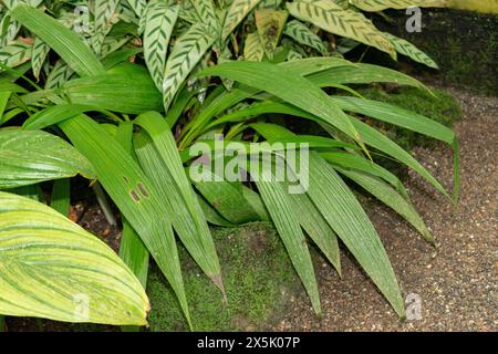 St. Gallen, Schweiz, 28. November 2023 Spathoglottis plicata oder philippinische Orchideenpflanze im botanischen Garten Stockfoto