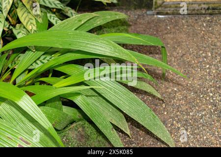 St. Gallen, Schweiz, 28. November 2023 Spathoglottis plicata oder philippinische Orchideenpflanze im botanischen Garten Stockfoto