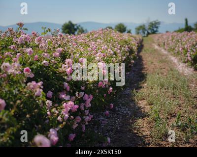 Acker der Damaszenerrosen an sonnigen Sommertagen. Rosenblütenernte für die Rosenölparfümproduktion. Village Guneykent in der Region Isparta, Türkei, ein wahres Paradies für Ökotourismus. Stockfoto