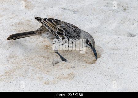 Der endemische Hood Mockingbird (Mimus macdonaldi) aus der Gardimner Bucht, der Insel Española, den Galapagos-Inseln (Ecuador). Stockfoto