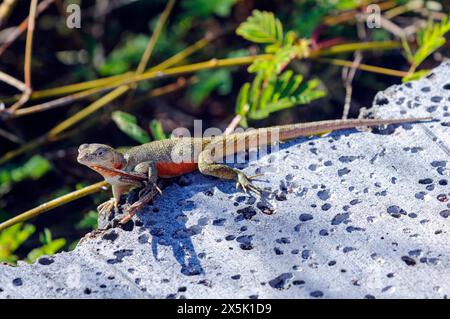 San Cristóbal Lavaechse (Microlophus bivittatus) endemisch auf der Insel San Cristobal, Galapagos (Ecuador). Stockfoto