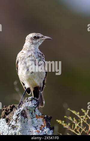 San Cristòbal Mockingbird (Mimus melanotis) endemisch in San Cristòbal (Chatham), Galapagos-Inseln, Ecuador. Stockfoto