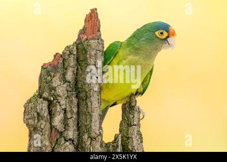 Orangensittich, Eupsittula canicularis eburnirostrum Stockfoto