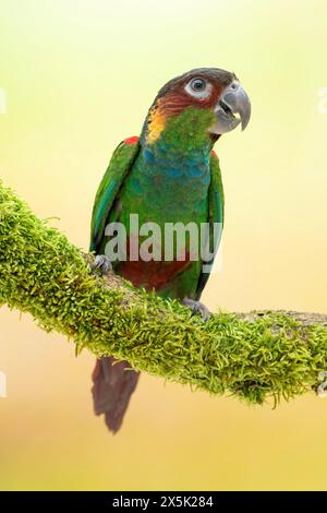 Ockermarkierter Sittich oder Blaukopfsittich, Pyrrhura cruentata Stockfoto