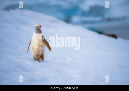 Ein Gentoo-Pinguin Pygoscelis papua, mit einer seltenen Erkrankung, Leuzismus, auf der Antarktischen Halbinsel, Polarregionen Copyright: SpencerxClark 1320-298 Stockfoto