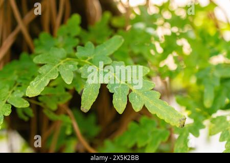 Saint Gallen, Schweiz, 29. November 2023 Lygodium japonicum oder japanischer Kletterfarn im botanischen Garten Stockfoto