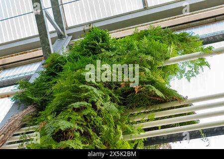 Saint Gallen, Schweiz, 29. November 2023 Lygodium japonicum oder japanischer Kletterfarn im botanischen Garten Stockfoto