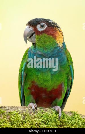 Ockermarkierter Sittich oder Blaukopfsittich, Pyrrhura cruentata Stockfoto