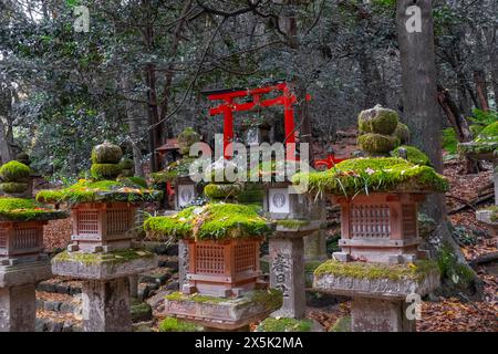 Eine Ansammlung von moosbedeckten Felsen, eingebettet zwischen den Bäumen in einem Wald und ein roter Torii im Hintergrund, Nara, Honshu, Japan, Asien Copyright: Francescox Stockfoto