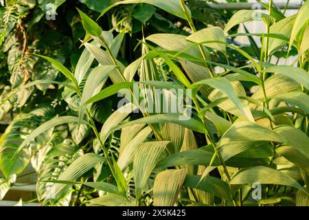 Saint Gallen, Schweiz, 29. November 2023 Sobralia Macrantha Pflanze im Botanischen Garten Stockfoto