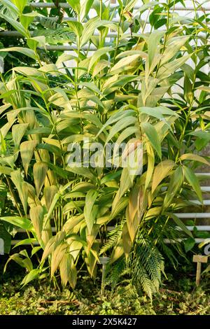 Saint Gallen, Schweiz, 29. November 2023 Sobralia Macrantha Pflanze im Botanischen Garten Stockfoto
