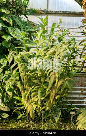 Saint Gallen, Schweiz, 29. November 2023 Sobralia Macrantha Pflanze im Botanischen Garten Stockfoto