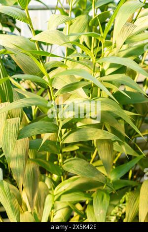 Saint Gallen, Schweiz, 29. November 2023 Sobralia Macrantha Pflanze im Botanischen Garten Stockfoto