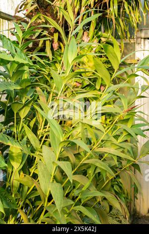 Saint Gallen, Schweiz, 29. November 2023 Sobralia Macrantha Pflanze im Botanischen Garten Stockfoto